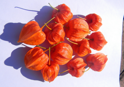 ​姑娘果怎么洗干净 姑娘果可以空腹吃吗