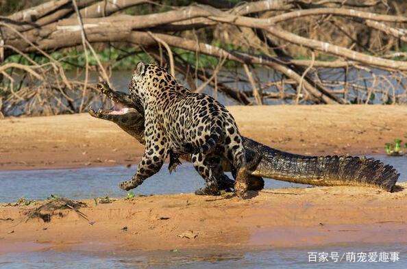 美洲豹何以能逮杀鳄鱼 为什么美洲豹不怕鳄鱼