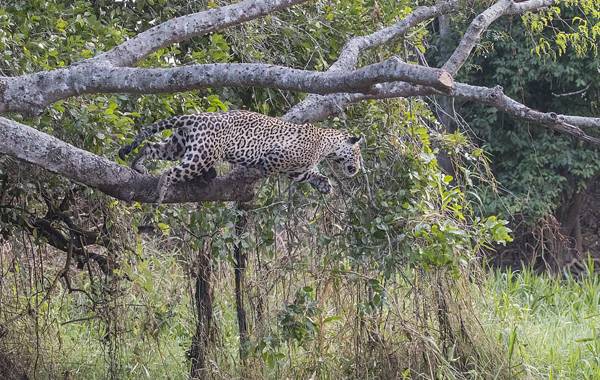 美洲豹从树上跳下逮捉鳄鱼 巴西照相师拍下全历程