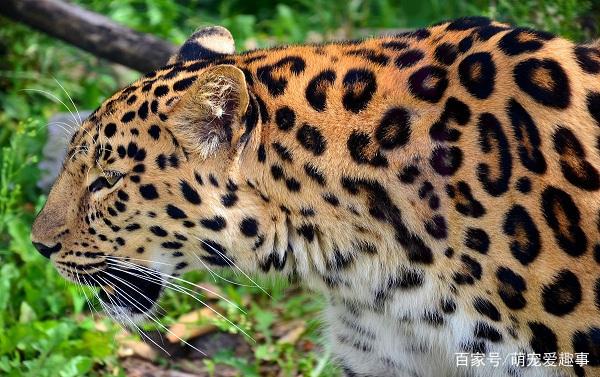 美洲豹何以能逮杀鳄鱼 为什么美洲豹不怕鳄鱼