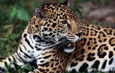 ​美洲豹何以能逮杀鳄鱼 为什么美洲豹没有怕鳄鱼