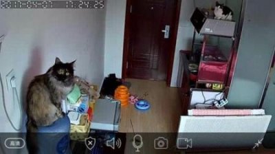 ​猫为什么会掉毛？掉毛有几点真相，供主人参考
