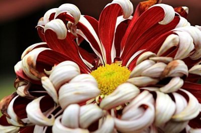 ​花钱大手大脚，存不住钱的4大生肖女，其中有你吗？