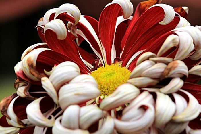 花钱大手大脚，存不住钱的4大生肖女，其中有你吗？