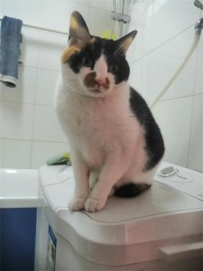 ​春天的故事（小小说）