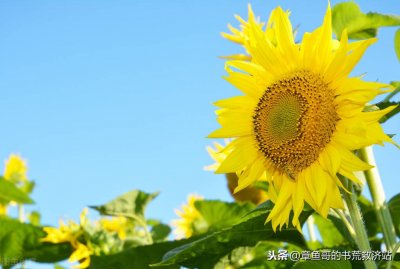 ​5本异界种田流小说，主角穿越异界搞基建，读起来不舍得放下