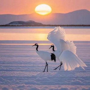 ​仙鹤展翅，吉祥之兆。好事皆双，财运亨通。喜气洋溢，如意满盈。