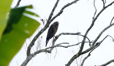 ​【生态绿春】孤独的强者——蛇雕