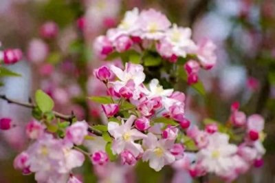 ​“春秋”名称的由来