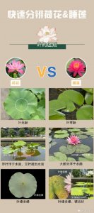 ​你能分辨荷花和睡莲吗？