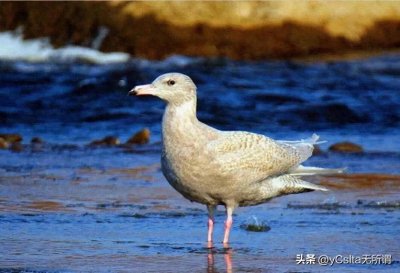 中国东北小兴安岭伊春鸟兽图鉴（鸟类）