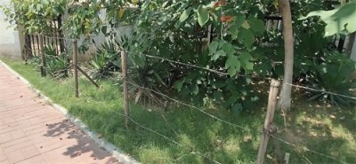 ​刺绳：为啥印第安人会称它是“魔鬼绳”？