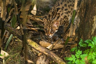 ​豹猫：丛林中的优雅猎手