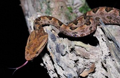 ​柴房惊现“烂草蛇”！广东66岁老人被咬伤！这是什么蛇？有多毒？