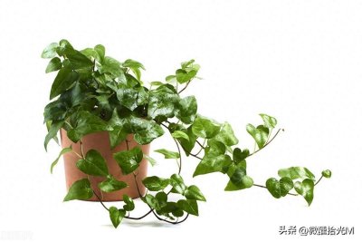 ​秋天养什么绿植最旺？这10种盆栽让你家四季如春！