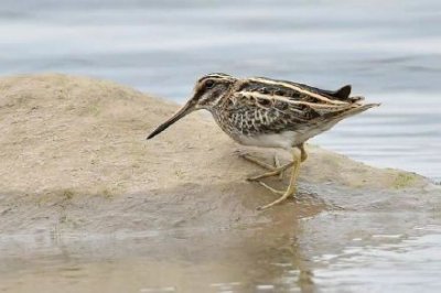 ​速来围观！罕见鸟类姬鹬首次现身重庆，附清晰照片