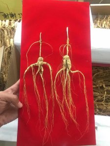 ​给您普及林下参