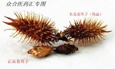 ​教你认识中药:苍耳子