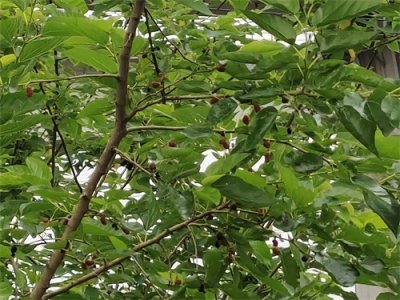 ​“桑葚”你知道吗？