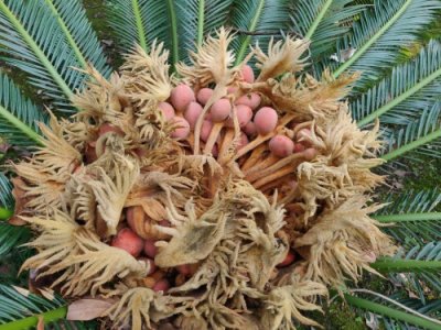 ​警惕！铁树果有毒切勿食用