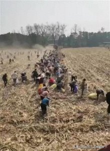 ​“捡拾”还是“哄抢”的确要分清楚，我替“捡拾”的村民说几句话