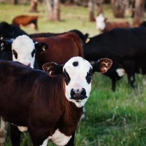 ​每日经济学：公地悲剧