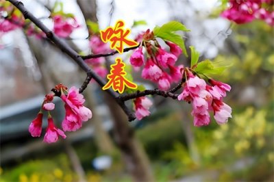 ​一秦诗歌：咏 春 （5首）