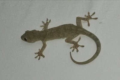 ​家里有小壁虎是打死还是放生？家里有小壁虎打死有什么影响？