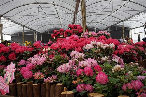 梧桐山主峰高944米,为珠三角第一峰,上有“梧岭天池”