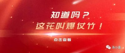 ​知道吗？这花叫爆仗竹