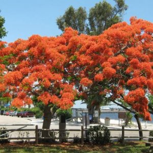 ​凤凰木是一种什么样的树种？