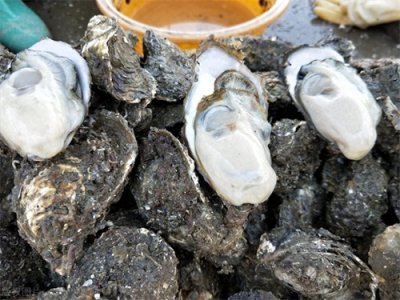 ​湛江生蚝，何处致美