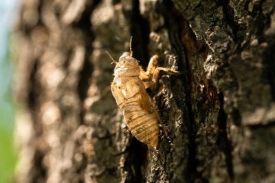 ​金蝉好养吗？需要注意什么？