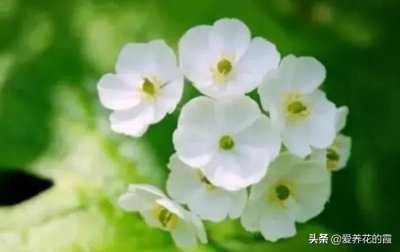 ​晶莹剔透，小巧玲珑，美轮美奂的冰莲花