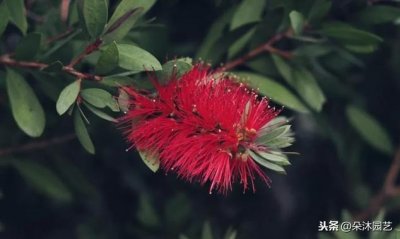 ​绿植品种科普 || 红千层，红艳艳的瓶刷子花