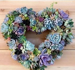 ​超全多肉植物图鉴，快来看看你家养的是什么？～建议收藏