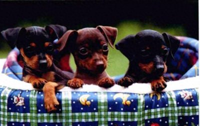 ​狗狗的寿命一般有多长？