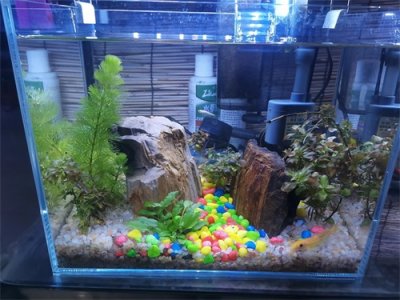 ​新手养鱼如何养水