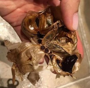 ​邓超晒照吐槽孙俪做黑暗料理 求网友收留