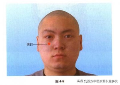​足阳明胃经经穴——四白穴