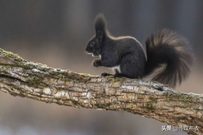 ​黑松鼠你见过吗？