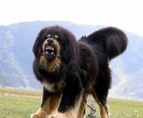 藏獒的同种同源的亲戚：西藏牧羊犬可秒掉杜高