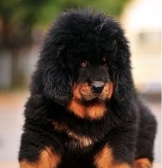 藏獒的同种同源的亲戚：西藏牧羊犬可秒掉杜高