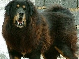 藏獒的同种同源的亲戚：西藏牧羊犬可秒掉杜高