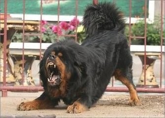 藏獒的同种同源的亲戚：西藏牧羊犬可秒掉杜高