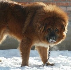 藏獒的同种同源的亲戚：西藏牧羊犬可秒掉杜高