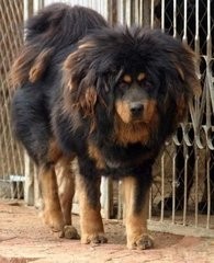 藏獒的同种同源的亲戚：西藏牧羊犬可秒掉杜高