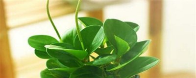 ​豆瓣绿开花吗