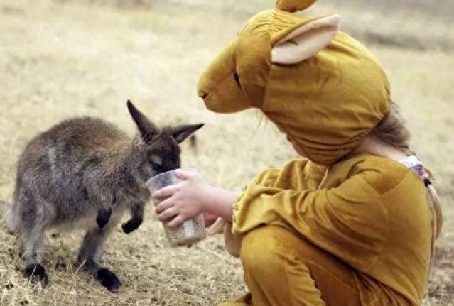 小萌娃第一次零距离接触袋鼠宝宝,双萌合一萌到哭