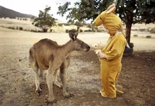 小萌娃第一次零距离接触袋鼠宝宝,双萌合一萌到哭